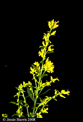 آبشار طلایی (علفی)